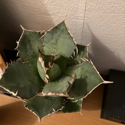 アガベ　植物　白鯨