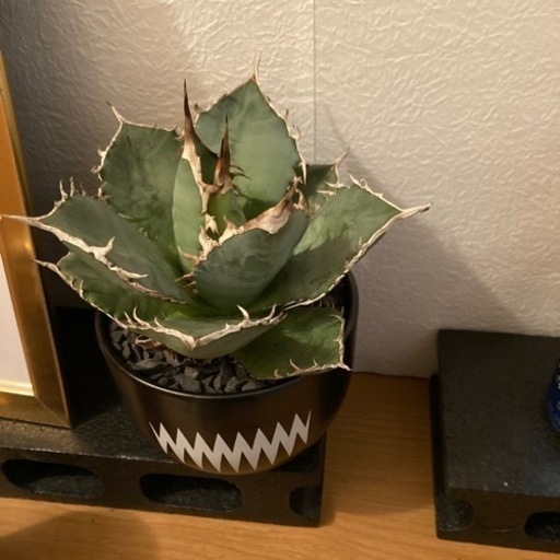 アガベ　植物　白鯨