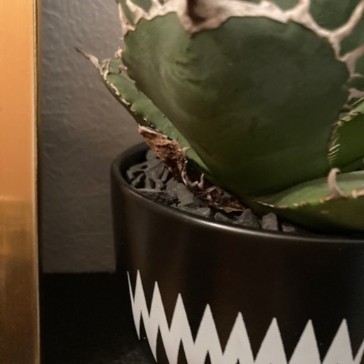 アガベ　植物　白鯨
