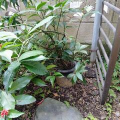 センリョウ　植木の画像