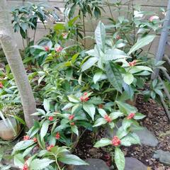 センリョウ　植木
