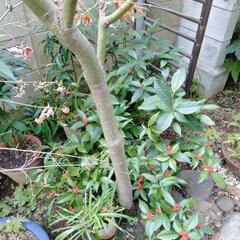 センリョウ　植木の画像
