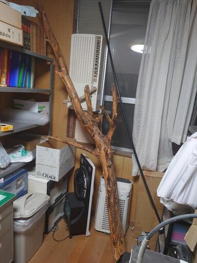 ☆本物の切木インテリア　オブジェ　防腐加工済☆