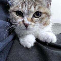 ちょっぴりビビりなキジ白ちゃん