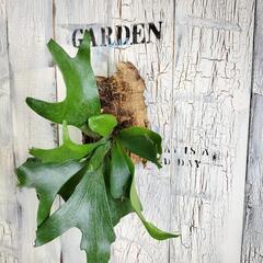 ビカクシダ コルク　観葉植物の画像