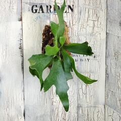 ビカクシダ コルク　観葉植物