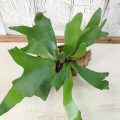 ビカクシダ コルク　観葉植物の画像