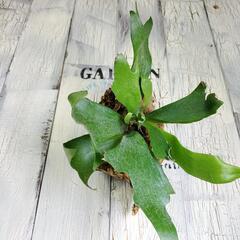 ビカクシダ コルク　観葉植物の画像