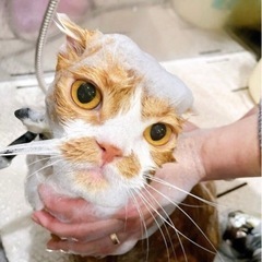 古タオル類を保護猫ちゃんに✨