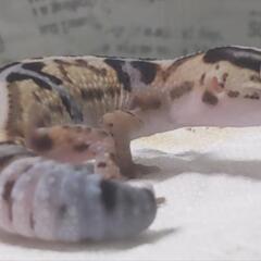 爬虫類好きの友達探しています。 - チャット