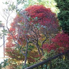 【横浜自宅引取限定】【無料】【至急】庭の植木、芝生、庭石、コンポ...