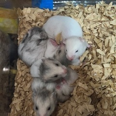 ゴールデンハムスター赤ちゃん − 岡山県