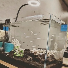 アクアリウム水槽企画営業スタッフの画像