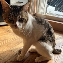 甘えん坊のこたろうくん🐱【里親様が決定しました✨】