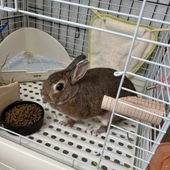 うさぎ（ネザーランドドワーフ）♀里親募集