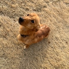 コーギー×ダックス ミックス犬 3歳 男の子