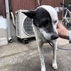大三島　人慣れした成犬野良の子　新しい情報！ − 愛媛県