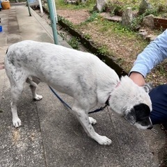 大三島　人慣れした成犬野良の子　新しい情報！ - 犬