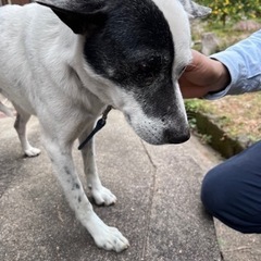 大三島　人慣れした成犬野良の子　新しい情報！