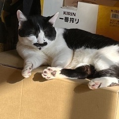 チョビ髭のチョビくん🐱【里親様が決定しました✨】