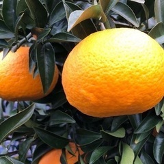 甘夏狩りはいかがですか？