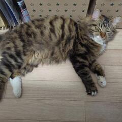 只今トライアル中です　　迷子猫保護してます