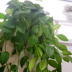 観葉植物　エスキナンサス　モナリザ