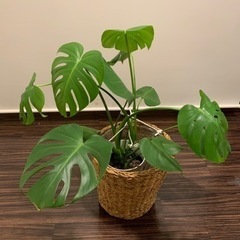 「/〇〇様売約済み」モンステラ