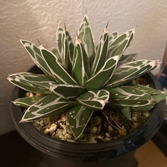 植物　笹の雪　アガベの画像