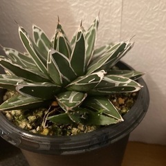 植物　笹の雪　アガベの画像