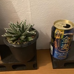 植物　笹の雪　アガベの画像