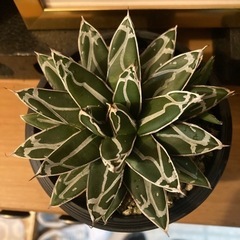 植物　笹の雪　アガベの画像