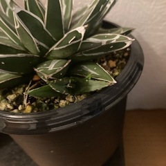 植物　笹の雪　アガベの画像