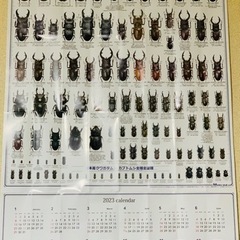 （決まりました）カブトムシ・クワガタ　カレンダー2023年版