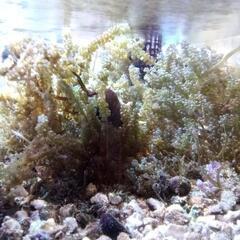 海ぶどう　ウミブドウ　海藻　格安にて