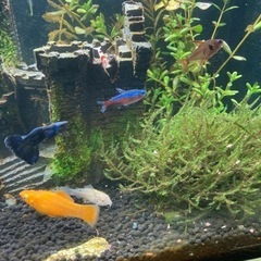 熱帯魚　バルーンモーリー　2匹の画像