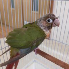 ウロコインコ