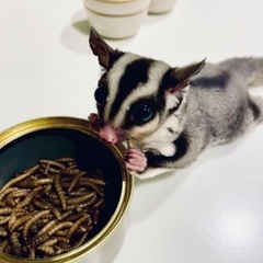モモンガ