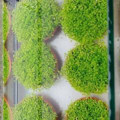 水草の画像