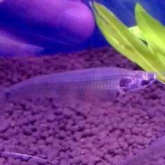 アフリカンジャイアントロックシュリンプ　+αの画像