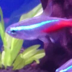 アフリカンジャイアントロックシュリンプ　+αの画像