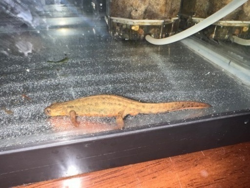 アカハライモリ