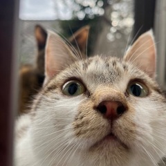 おっとり人懐こい保護猫オス