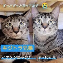 里親様決定 ｱﾘｶﾞﾄｳｺﾞｻﾞｲﾏｼﾀ!!😸キジトラ兄弟😺9～...
