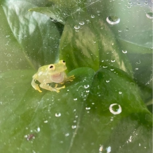 ［お取引先決定］グミガエル(フライシュマンアマガエルモドキ)飼育ケース付