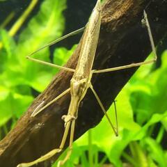 タイコウチ、ミズカマキリをください。 - 朝霞市