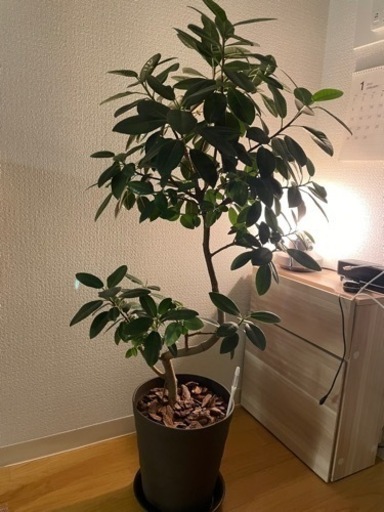 フランスゴムの木　観葉植物　※今月末まで