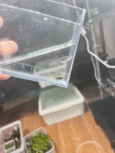 レッドクリフダークタイプ