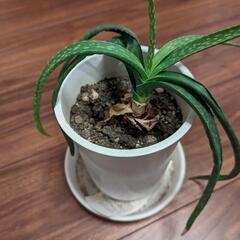 アロエの鉢植え　観葉植物
