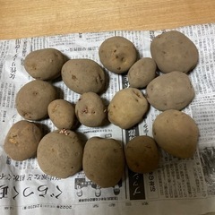 ジャガイモ体験10組限定　　8組決定！